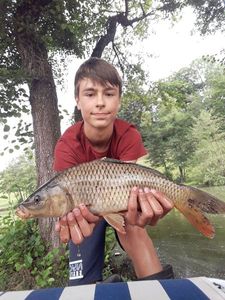 Common Carp