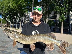 Northern Pike