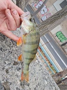 European Perch