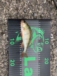 European Perch