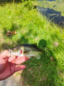 Largemouth Bass