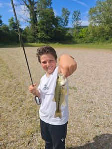 Largemouth Bass