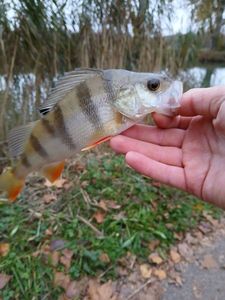 European Perch