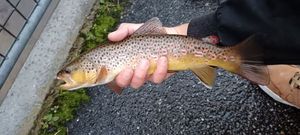 Brown Trout