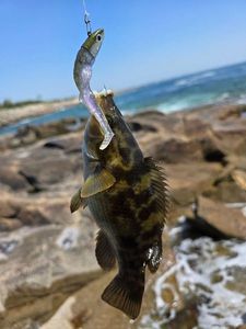 Ballan Wrasse