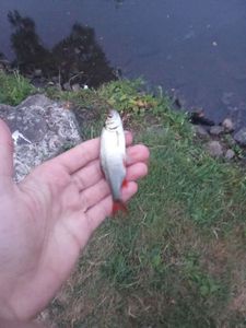 Roach