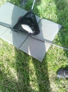 Blue Bream