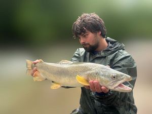 Marble Trout