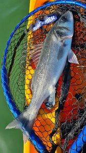 European Bass (Seabass)