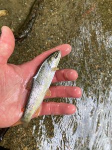 Brown Trout