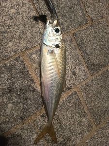 Atlantic Horse Mackerel