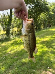 Largemouth Bass