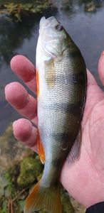 European Perch