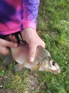 White bream