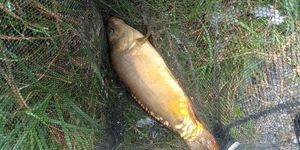 Mirror Carp
