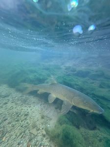 Barbel