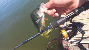 European Perch