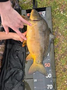 Mirror Carp