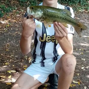 Largemouth Bass