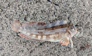 Round Goby