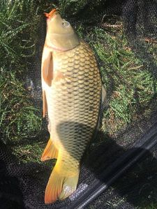 Common Carp