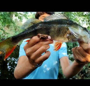 European Perch