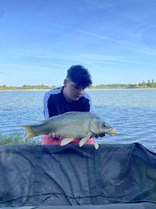 Common Carp