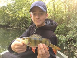 European Perch