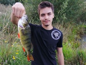 European Perch