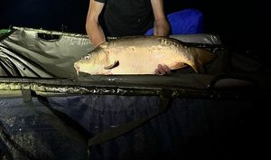 Mirror Carp