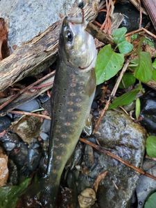 Brown Trout