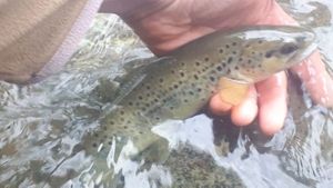 Brown Trout