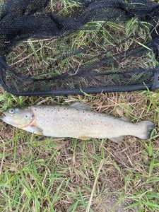 Brown Trout