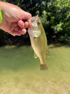 Largemouth Bass