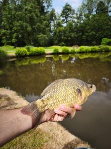 Crucian Carp