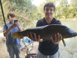 Common Carp