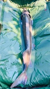 Sturgeon