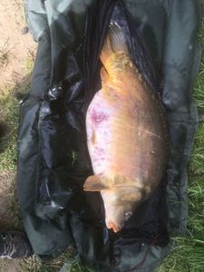 Mirror Carp