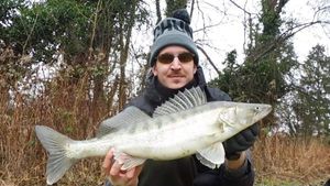 Zander
