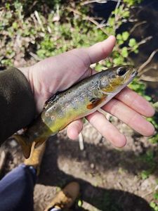Brown Trout