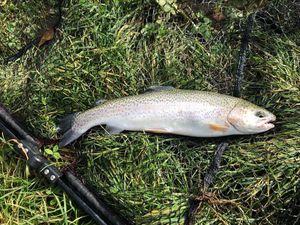 Rainbow Trout