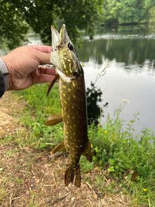 Northern Pike