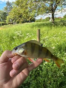 European Perch
