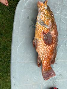 Ballan Wrasse