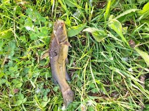 Black Bullhead