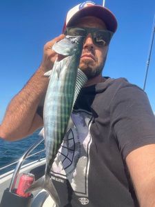 Atlantic Bonito