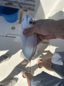 Black Seabream
