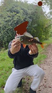 European Perch