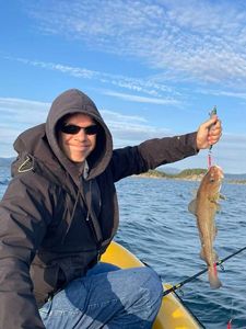 Atlantic Cod (Baltic)
