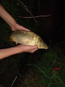 Common Carp